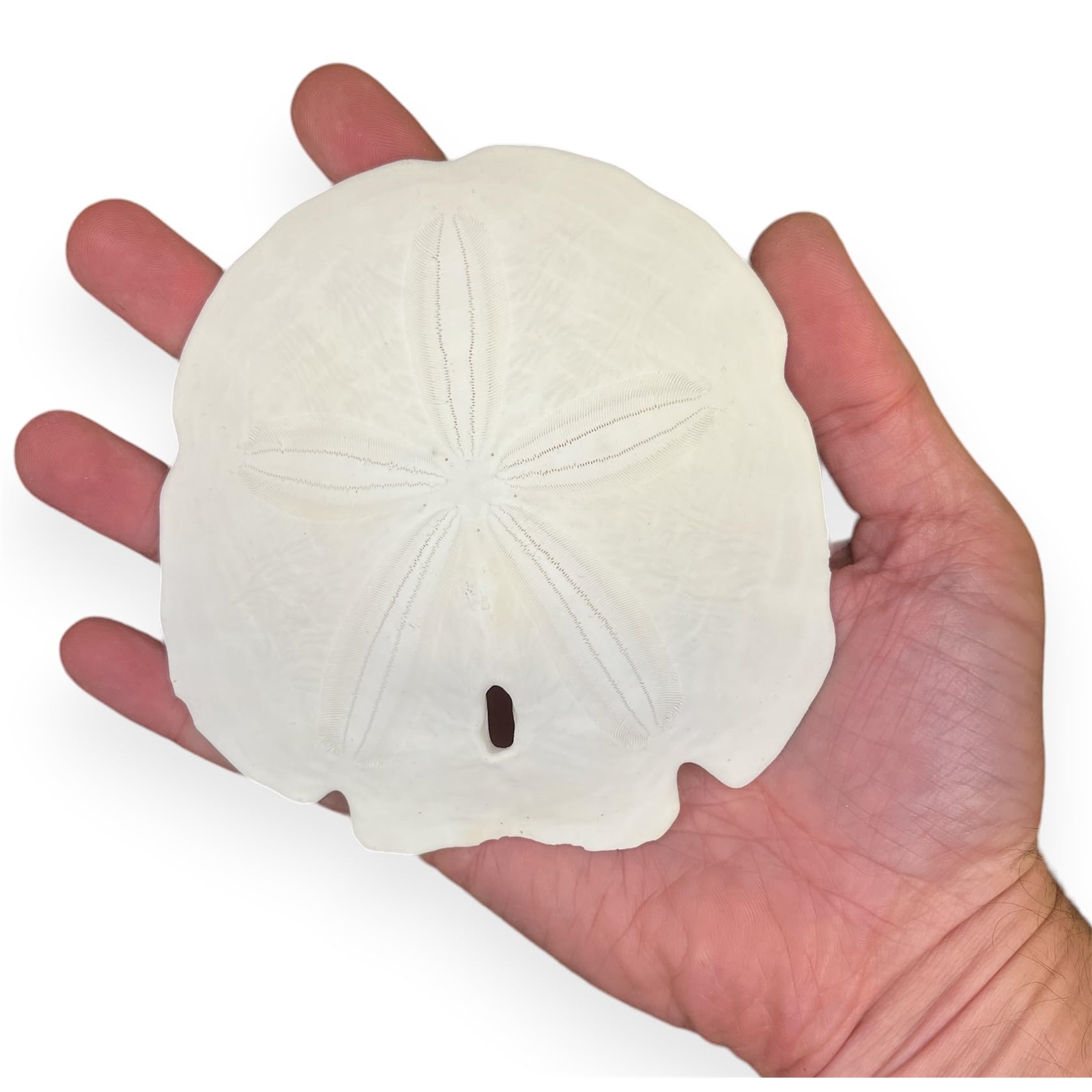 Arrowhead Sand Dollar